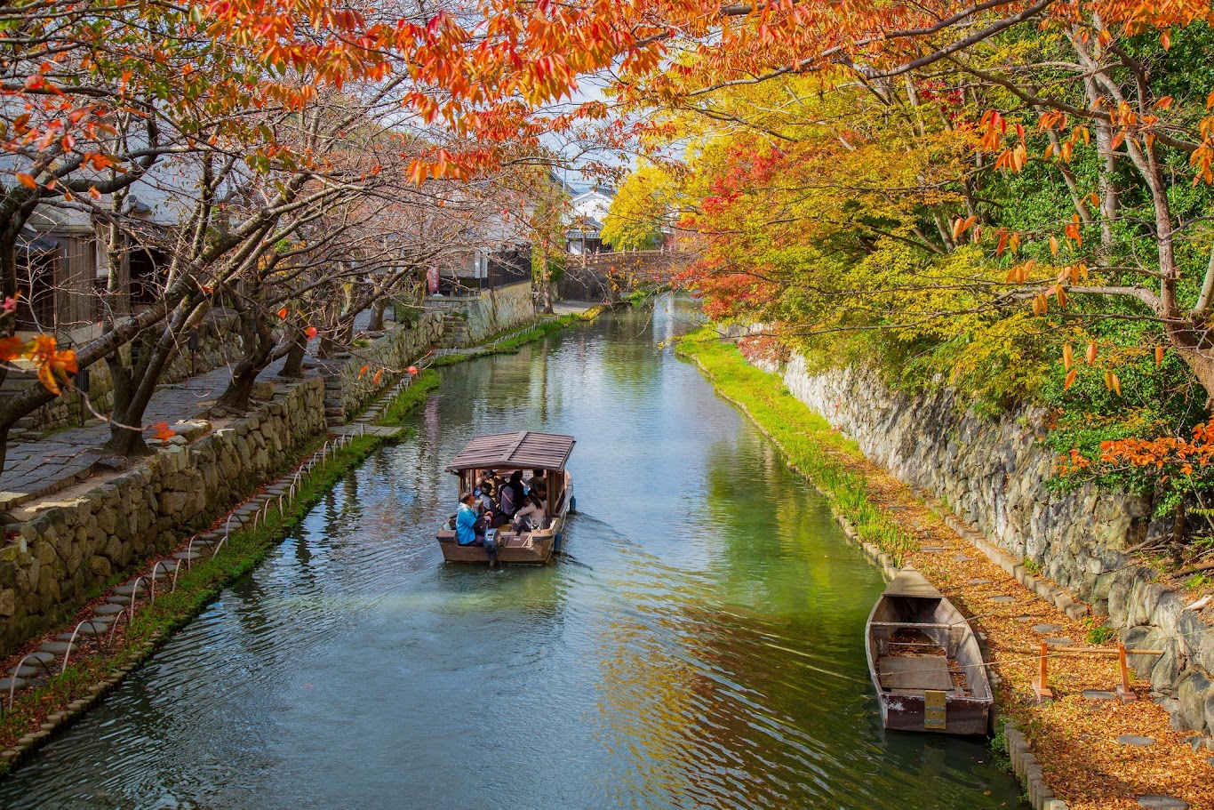 ถนนทิวสนเมตาซีคัวญา (Metasequoia Namiki) ในเมืองมาคิโนะ (Makino) ตลอดสองฝั่งถนนเรียงรายด้วยต้นสนเมตาซีคัวญากว่า 500 ต้น