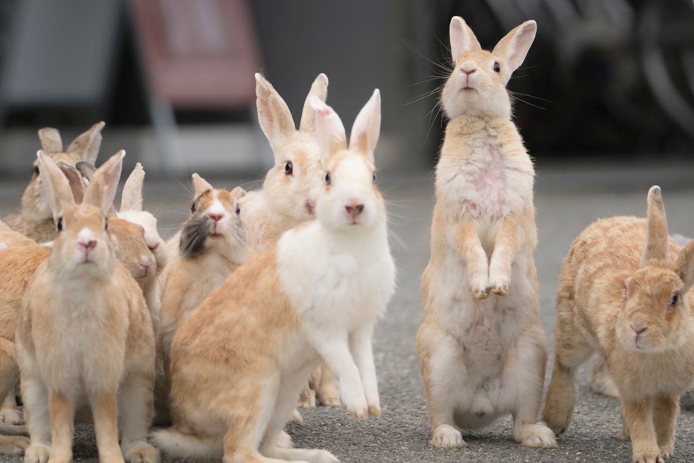เกาะโอคุโนะชิมะ (Okunoshima)  เรียกกันว่า “เกาะกระต่าย” 