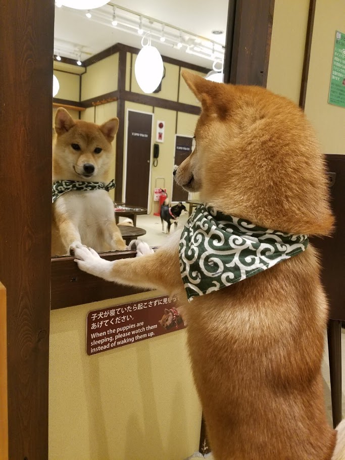  Mame Shiba Cafe Osaka
