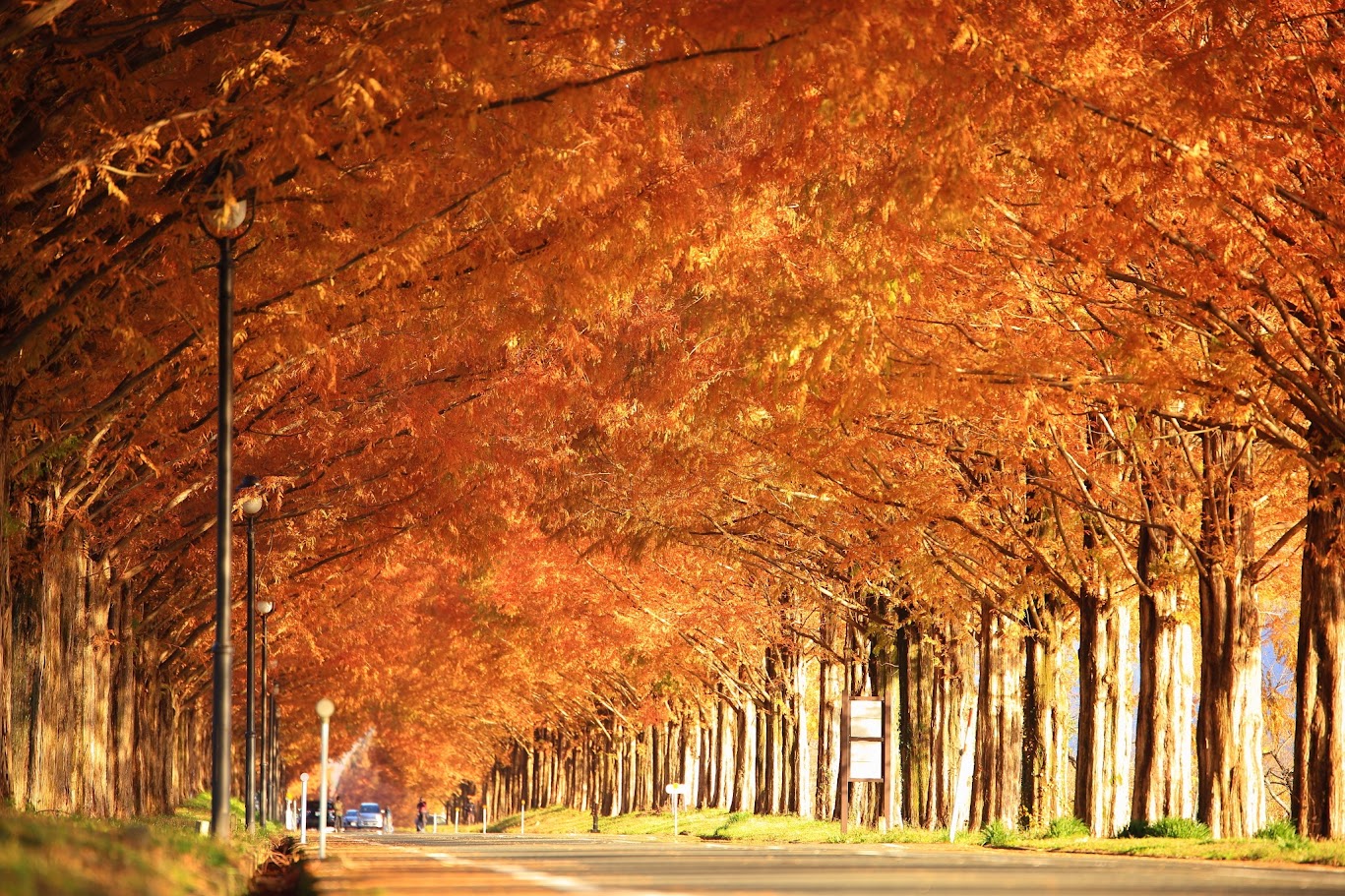 พิกัดชมใบไม้เปลี่ยนสีที่จังหวัดชิกะ (Shiga)