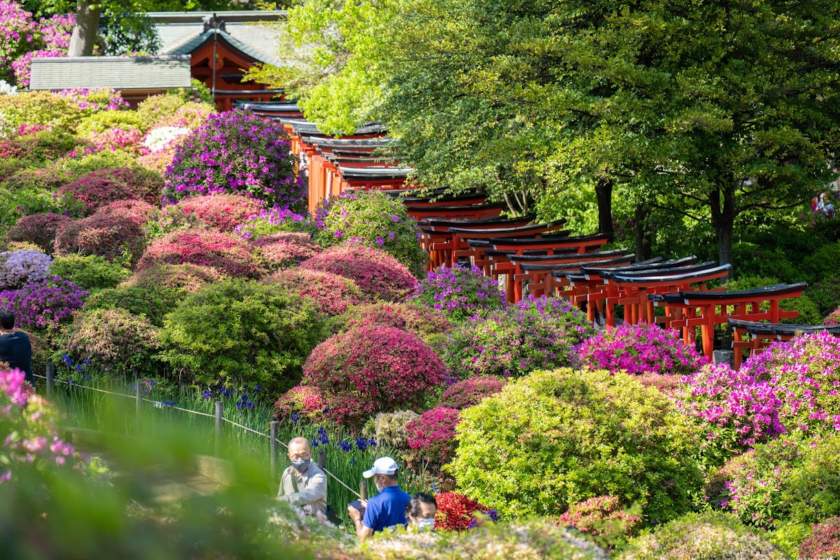 ศาลเจ้าเนซุ (Nezu Shrine) 