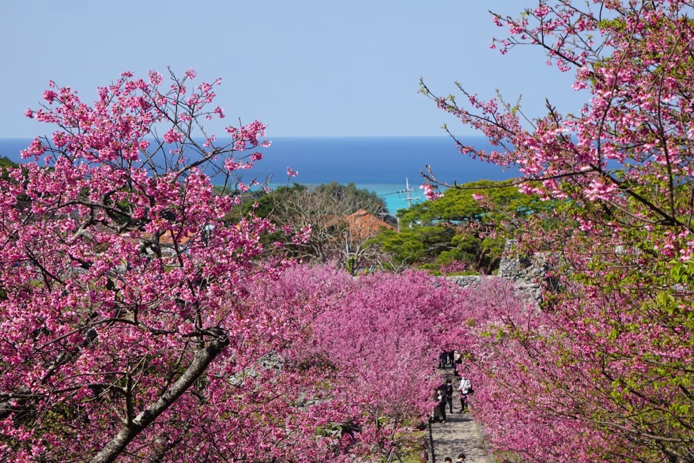 Cherry blossoms ชมดอกซากุระเบ่งบานสะพรั่งสวยงามในฤดูหนาวได้ที่โอกินาว่าชื่อดังอยู่หลายแห่ง ในบรรยากาศประดับไฟซากุระยามค่ำคืนสุดโรแมนติก