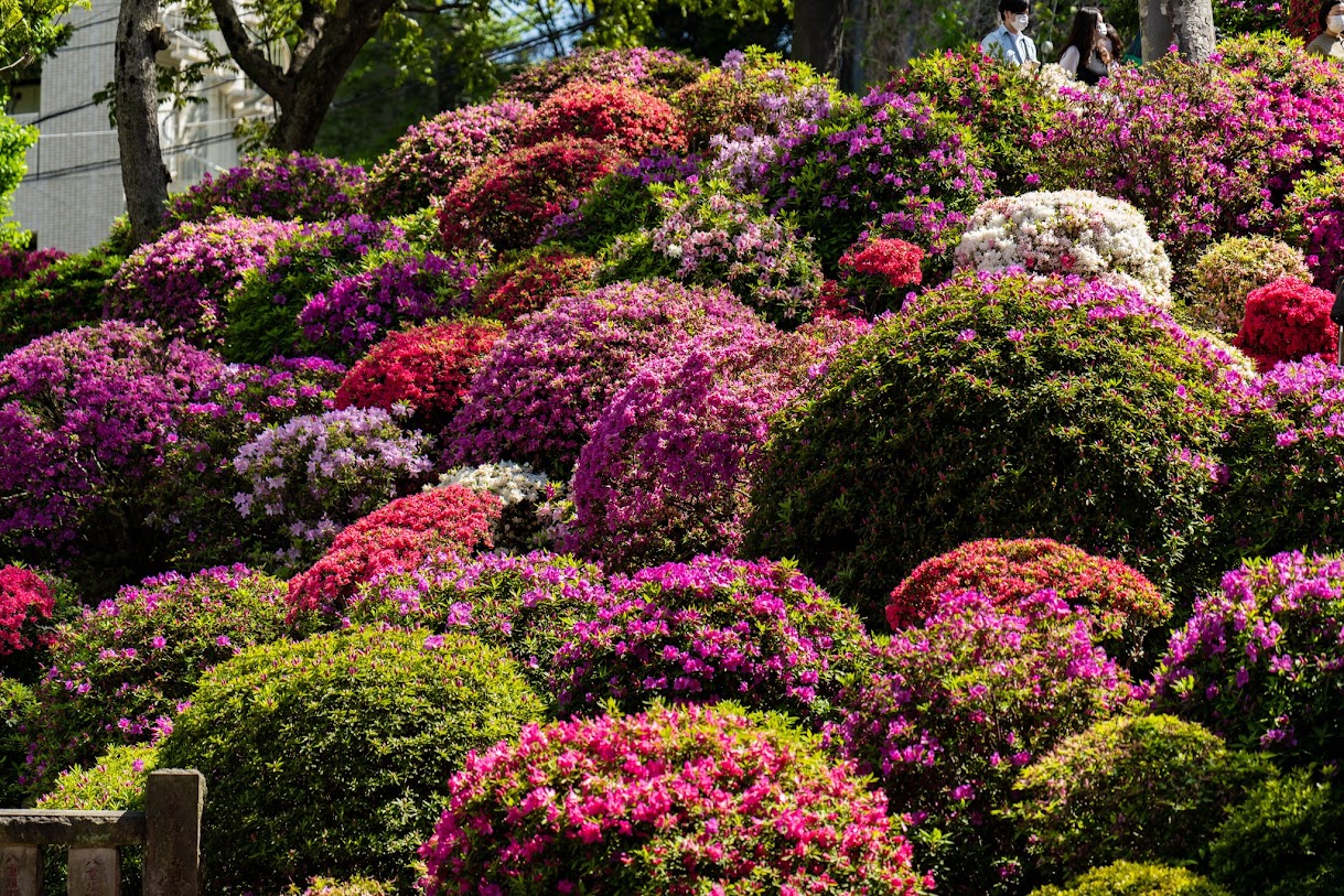 ดอกอาซาเลียมากถึง 100 สายพันธุ์หลากหลายเฉดสีรวมกันมากถึง 3,000 ต้น