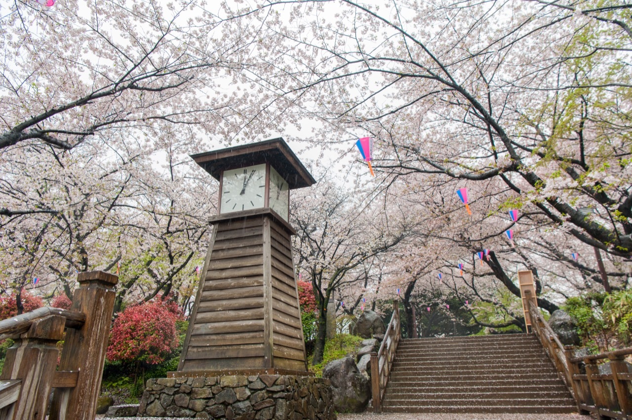 SAKURA JAPAN 2024 จุดชมซากุระสุดฮิตแบบคนท้องถิ่นโตเกียว ขึ้นรถไฟโมโนเรลชมสวน เดินชมพิพิธภัณฑ์ นั่งปิกนิกใต้ต้นซากุระ รัวถ่ายรูปจนหยุดไม่อยู่