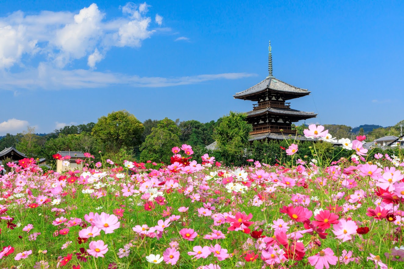  วัดโฮริวจิ (Horyuji Temple) ซึ่งได้รับการขึ้นทะเบียนเป็นมรดกโลก และเป็นที่ตั้งของอาคารไม้ที่เก่าแก่ที่สุดในโลก