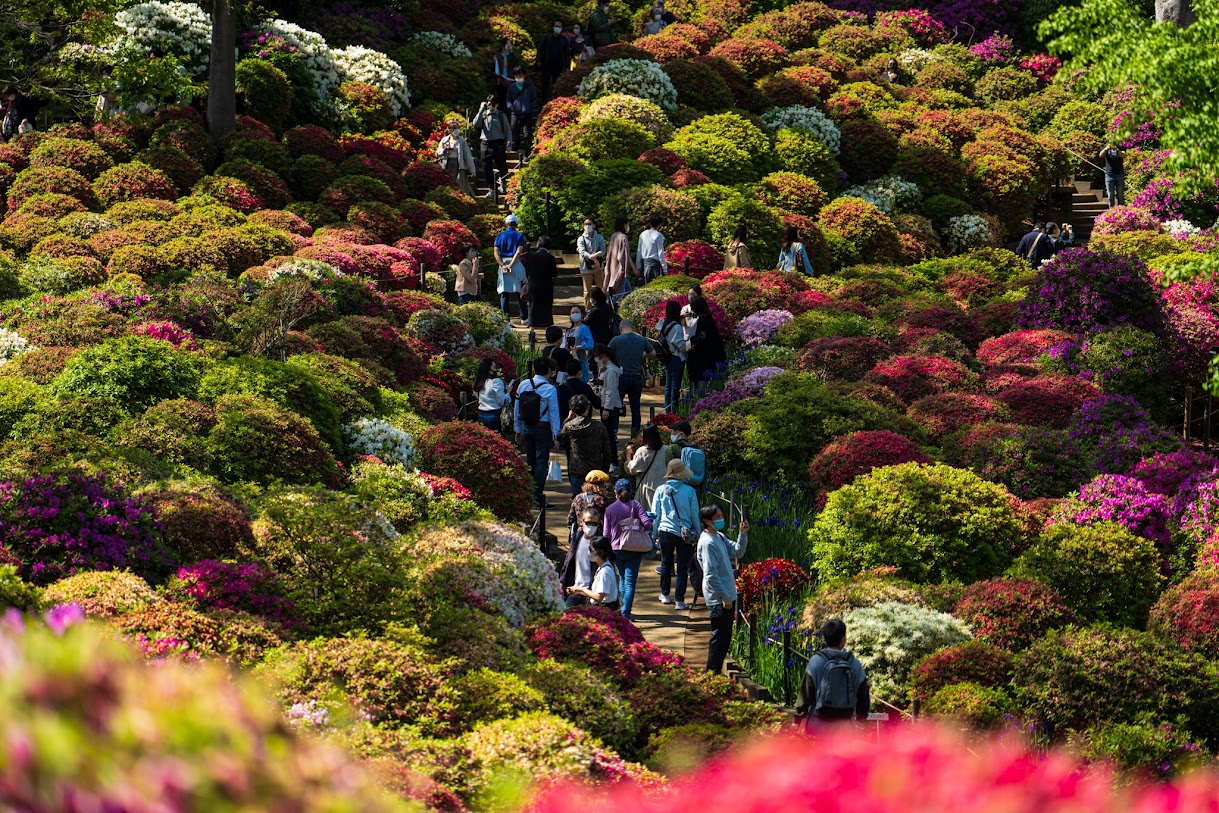 Bunkyo Azalea Festival เทศกาลชมดอกไม้ยอดนิยมของเขตบุงเคียว