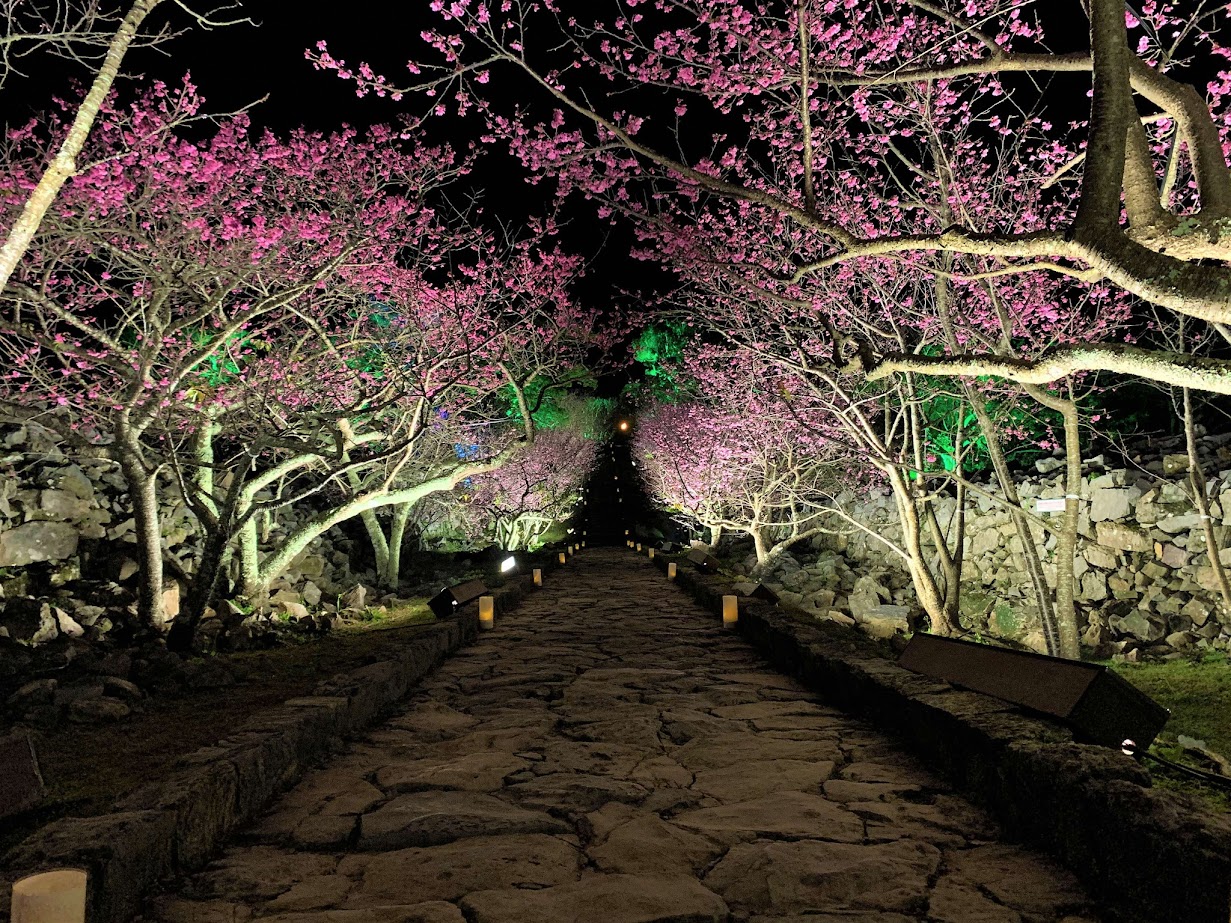 Cherry blossoms ชมดอกซากุระเบ่งบานสะพรั่งสวยงามในฤดูหนาวได้ที่โอกินาว่าชื่อดังอยู่หลายแห่ง ในบรรยากาศประดับไฟซากุระยามค่ำคืนสุดโรแมนติก