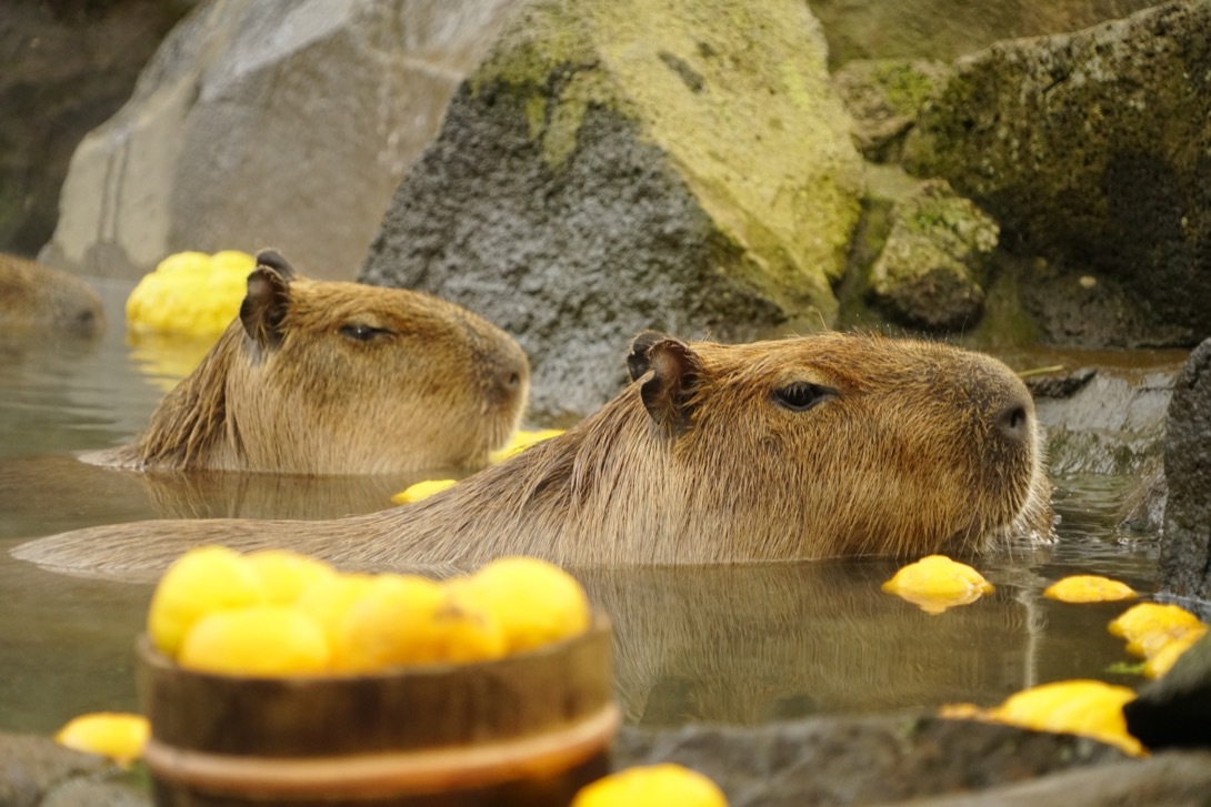 สวนสัตว์อิซุ ชะโบะเต็น (Izu Shaboten Zoo)