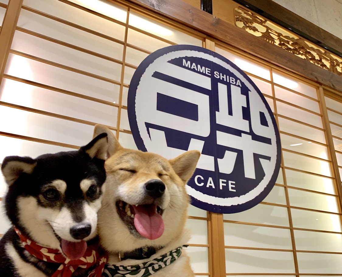 คาเฟ่น้อลหมา มา เมะ ชิ บะ Mame Shiba Cafe Osaka สุดน่ารัก คอยต้อนรับด้วยพลังเต็มเปี่ยม ถ่ายรูปความทะเล้นของน้อลที่วิ่งวุ่นอยู่ทั่วร้าน ทำเอาตกหลุมรักจนไม่อยากกลับ 