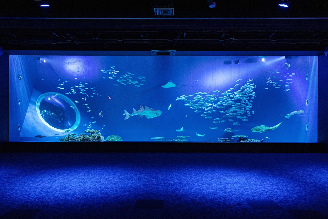 ชั้น 1 Ocean Beauty ดำดิ่งสู่ท้องทะเล