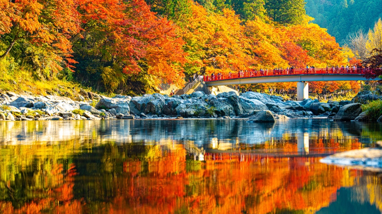 JAPAN AUTUMN อลังการสีสันหุบเขาแห่งใบไม้เปลี่ยนสี หุบเขาโครังเคจุดชมใบไม้เปลี่ยนสีอันโด่งดังที่สุดในญี่ปุ่น ร่วมงานเทศกาลท้องถิ่นสุดครื้นเครง