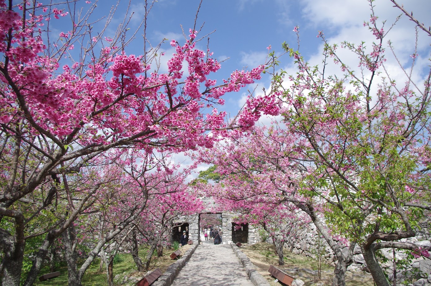 Cherry blossoms ชมดอกซากุระเบ่งบานสะพรั่งสวยงามในฤดูหนาวได้ที่โอกินาว่าชื่อดังอยู่หลายแห่ง ในบรรยากาศประดับไฟซากุระยามค่ำคืนสุดโรแมนติก