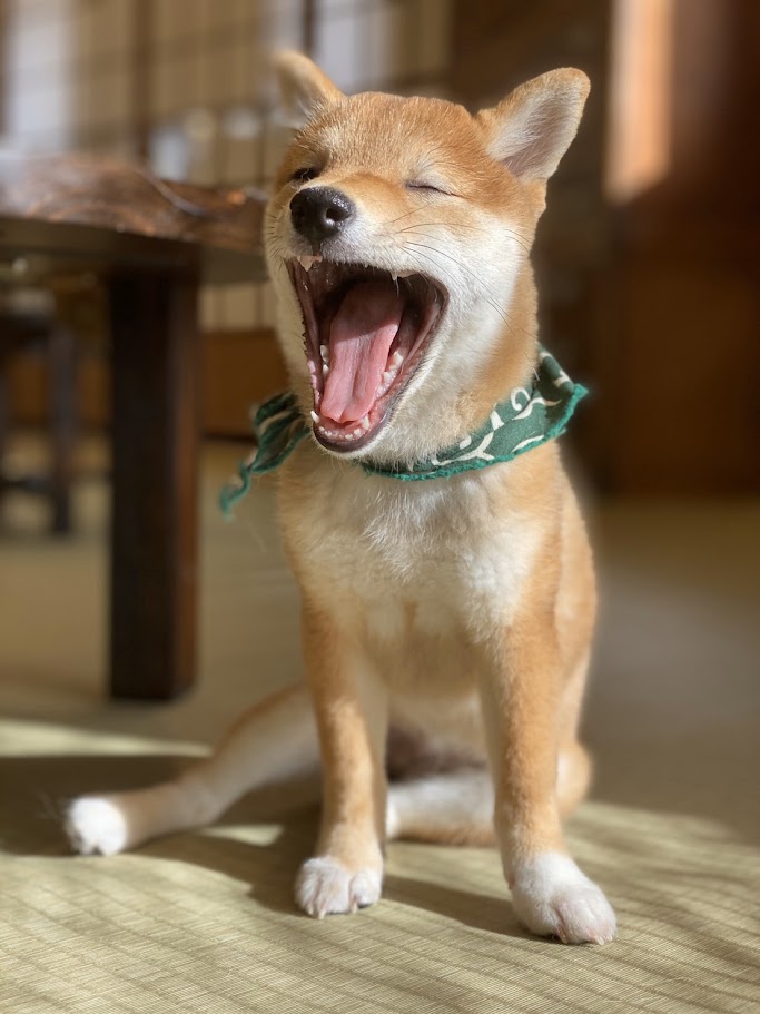  Mame Shiba Cafe Osaka