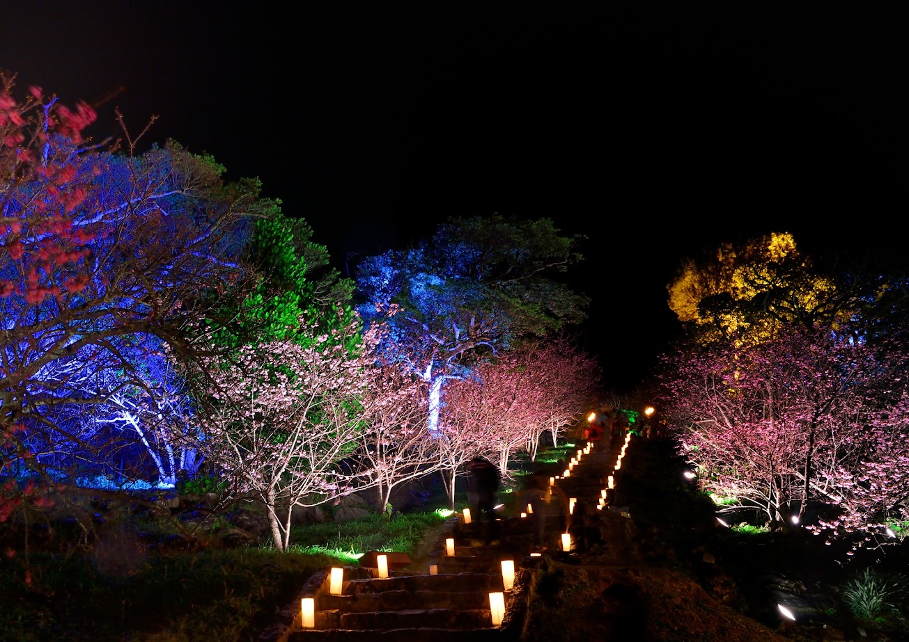Cherry blossoms ชมดอกซากุระเบ่งบานสะพรั่งสวยงามในฤดูหนาวได้ที่โอกินาว่าชื่อดังอยู่หลายแห่ง ในบรรยากาศประดับไฟซากุระยามค่ำคืนสุดโรแมนติก