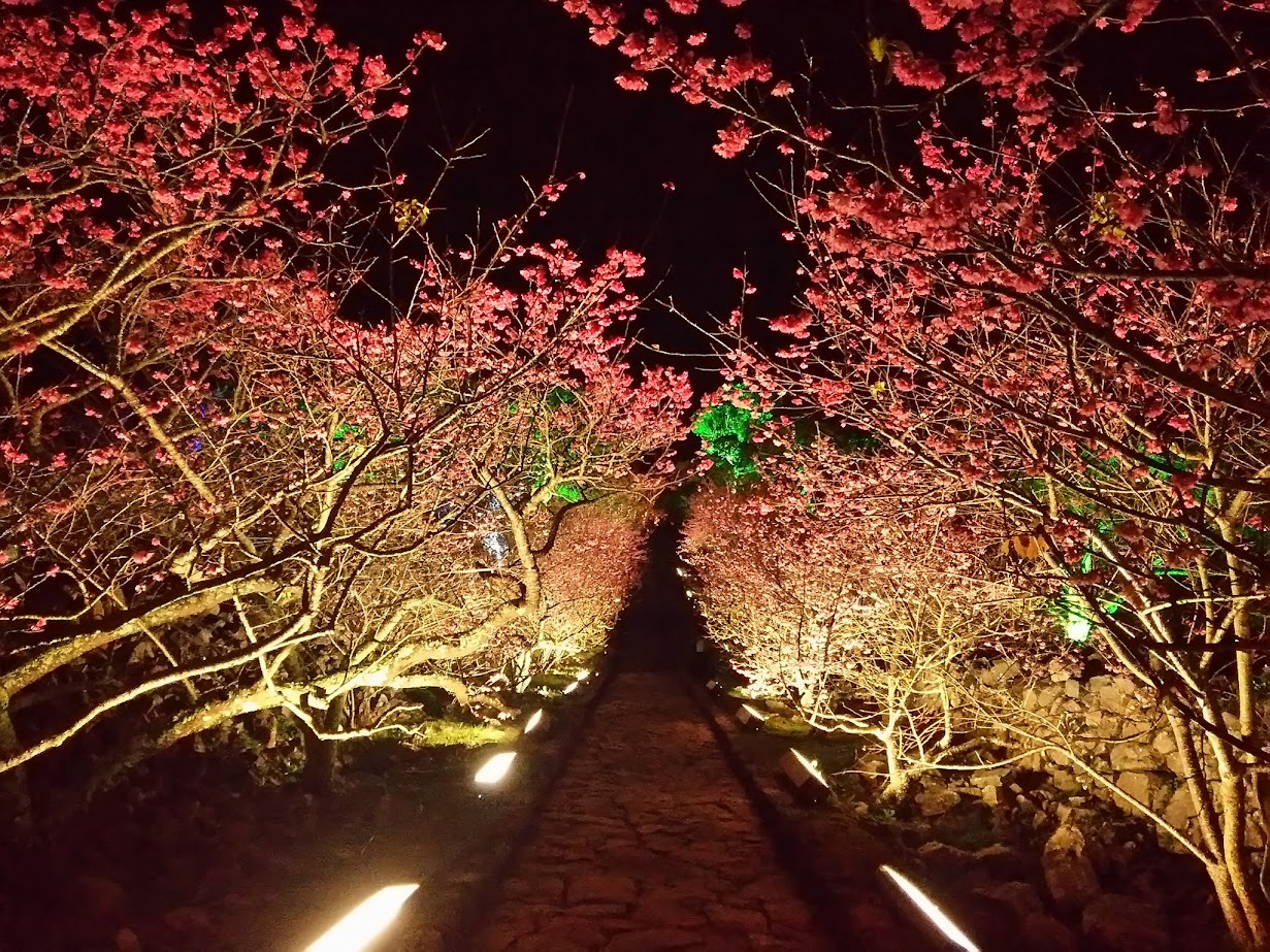 Cherry blossoms ชมดอกซากุระเบ่งบานสะพรั่งสวยงามในฤดูหนาวได้ที่โอกินาว่าชื่อดังอยู่หลายแห่ง ในบรรยากาศประดับไฟซากุระยามค่ำคืนสุดโรแมนติก
