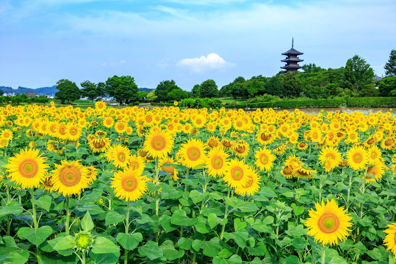 เจดีย์ห้าชั้นของวัดบิทชู โคคุบุนจิ Bicchu Kokubunji Temple ที่ตั้งอยู่ท่ามกลางทุ่งดอกไม้สีสันสวยงาม