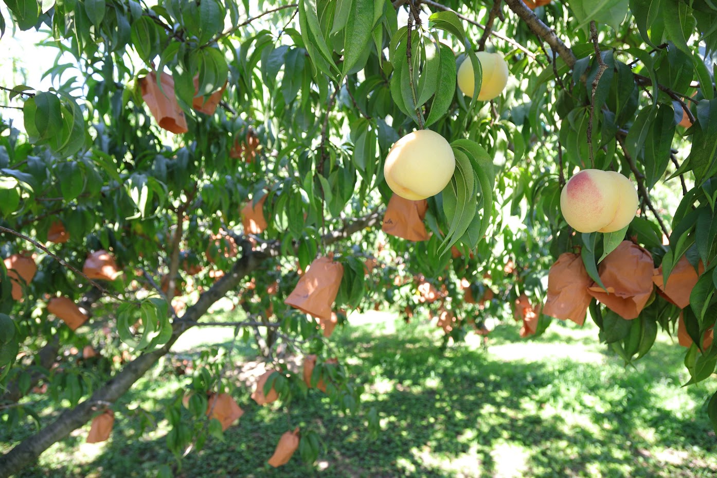 ลูกพีชสีขาว (White Peach)