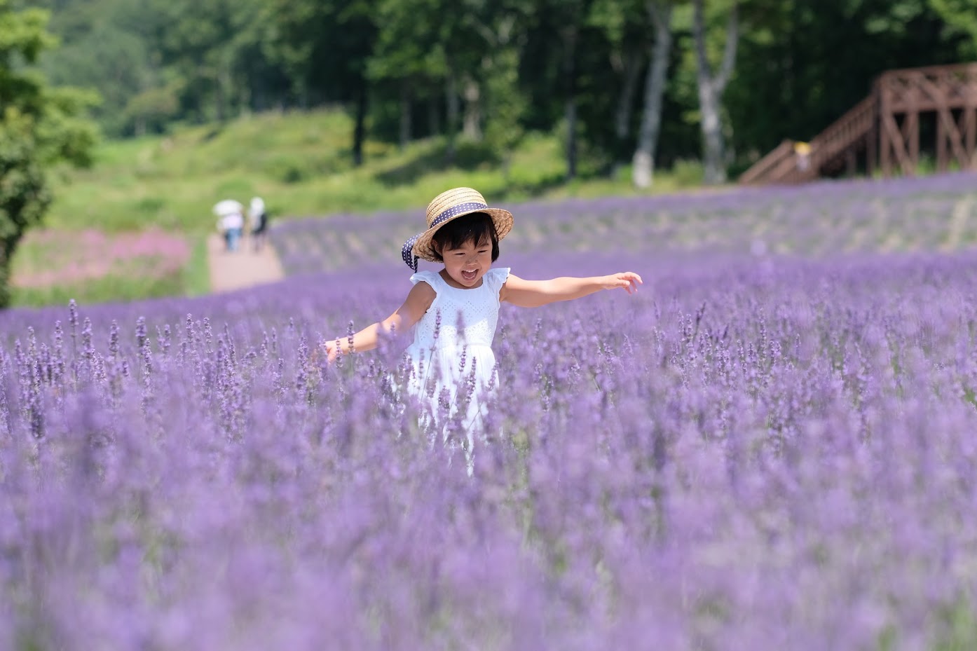  สวนดอกลาเวนเดอร์ทัมบะระ (Tambara Lavender Park)