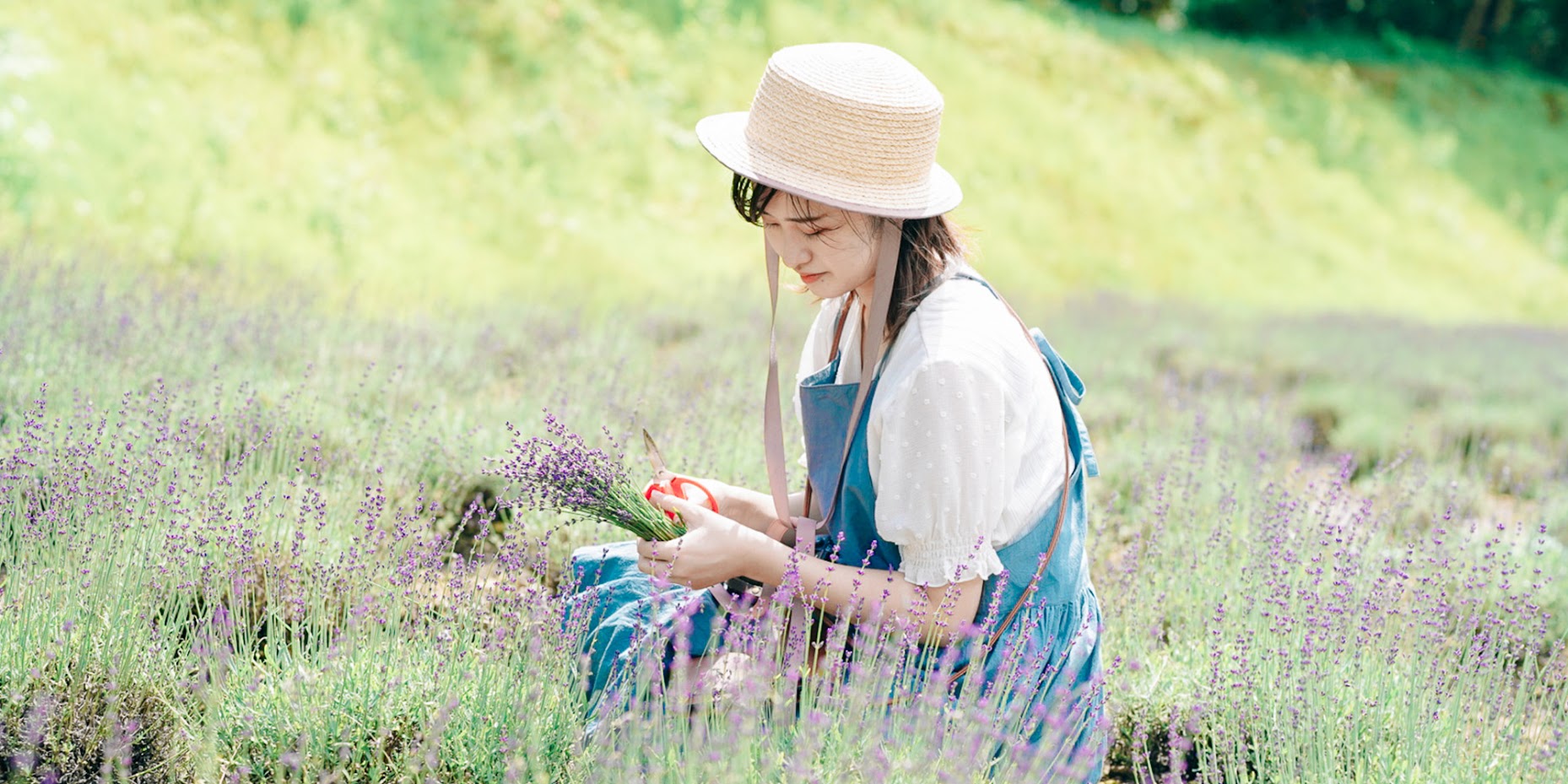 ดอกไฮเดรนเยียพันธุ์สีขาว ดอกลิลลี่สีเหลือง ดอกทานตะวัน และอีกหลากหลายชนิด