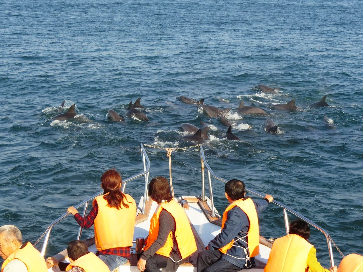 การขึ้นเรือไปชมความน่ารักของโลมา (Dolphin Watching) แบบใกล้ชิด