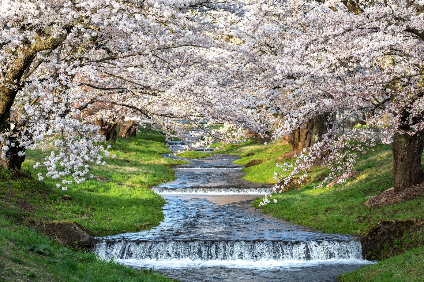  สัมผัสภาพความงามอุโมงค์ซากุระริมฝั่งแม่น้ำ 