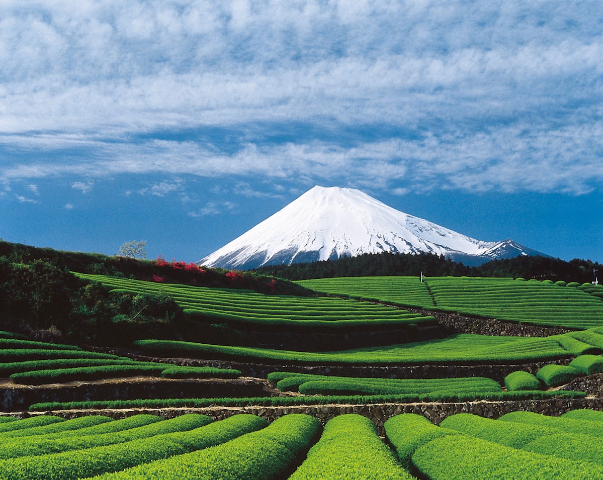 ไร่ชาโอบุจิ ซะซะบะ (Obuchi Sasaba) ในเมืองฟูจิ (Fuji)