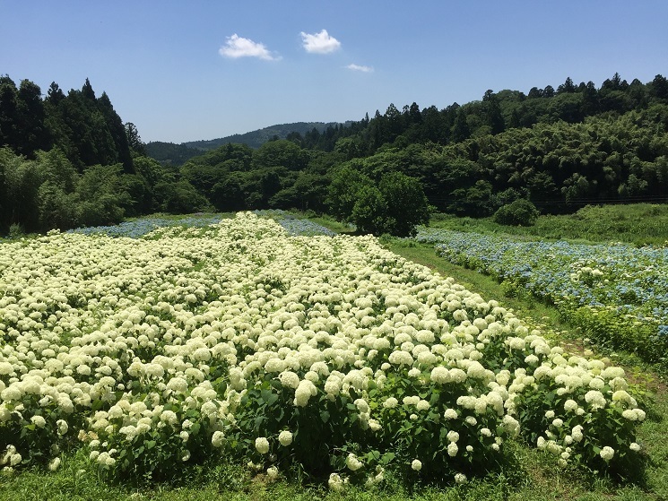  สวนมิจิโนะคุ อะจิไซ (Michinoku Ajisai Garden)