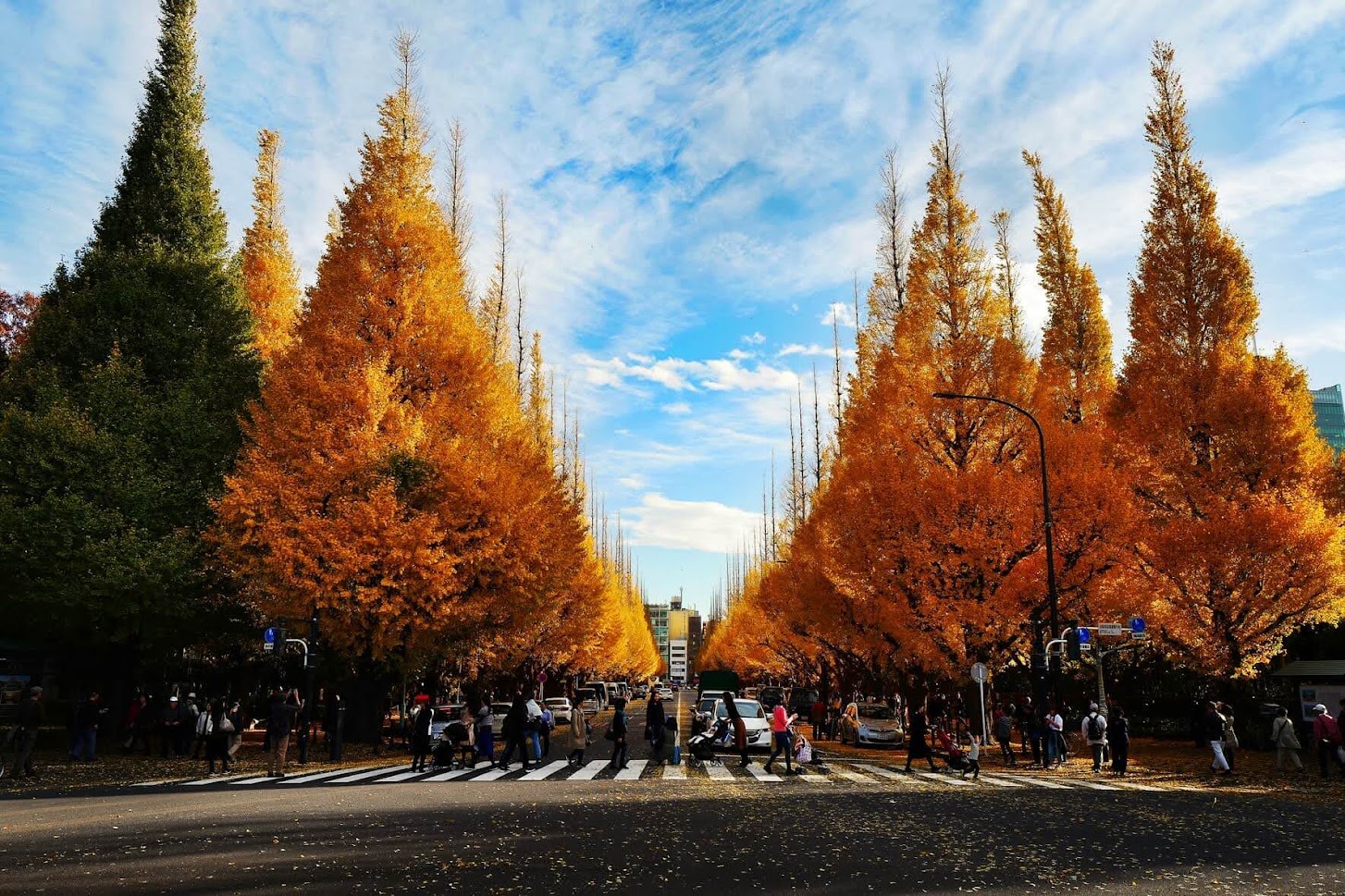 รายงานสดของสถานการณ์ใบไม้เปลี่ยนสี ในพื้นที่ต่างๆของญี่ปุ่น
