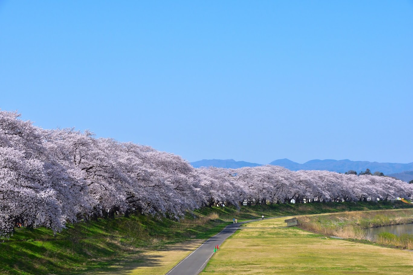 SAKURA