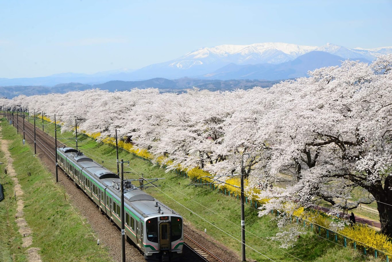 Hitome Senbon zakura