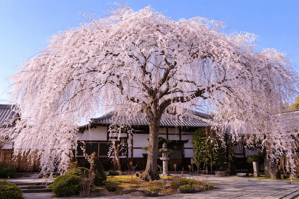 สายพันธุ์ของดอกซากุระ แบบ Shidarezakura หรือซากุระกิ่งย้อย สีชมพูอ่อนบานเต็มต้นหน้าอาคารญี่ปุ่นแบบดั้งเดิม สะท้อนความงดงามของฤดูใบไม้ผลิและเอกลักษณ์ธรรมชาติญี่ปุ่น 🌸🏯