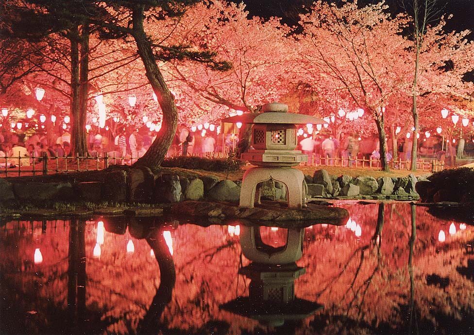 SAKURA LIGHT UP