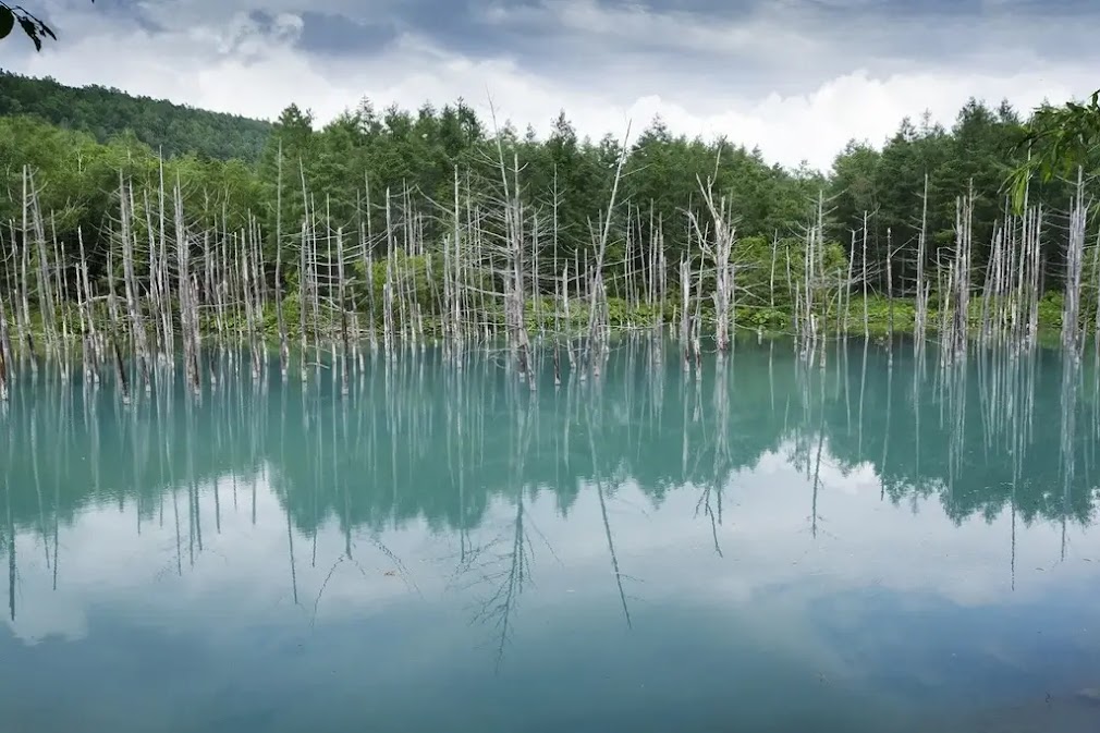 จุดถ่ายรูปญี่ปุ่นสำหรับคนขับรถเช่า บรรยากาศทะเลสาบสีฟ้าใสที่ Shirogane Blue Pond เมือง Biei ใน Hokkaido น้ำสีฟ้าเทอร์ควอยซ์สะท้อนต้นไม้แห้งกลางบึง เป็นแลนด์มาร์กธรรมชาติยอดนิยมของฮอกไกโดสำหรับนักท่องเที่ยวที่ขับรถเที่ยวญี่ปุ่น 🚗📸