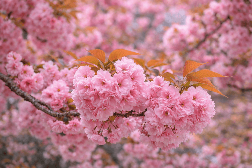 สายพันธุ์ของดอกซากุระ แบบ Yaezakura หรือซากุระดอกซ้อน สีชมพูเข้ม กลีบหนาซ้อนกันเป็นพวงแน่น บานสะพรั่งบนกิ่งไม้ในฤดูใบไม้ผลิของญี่ปุ่น 🌸