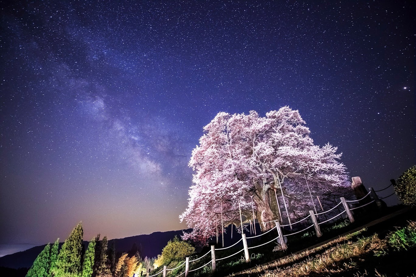ไดโกะซากุระ (Daigo-Sakura)ต้นซากุระขนาดยักษ์อายุกว่า 1,000 ปี