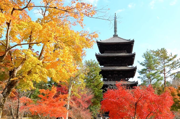紅葉 / 京都・仁和寺 - ........京都花日記...