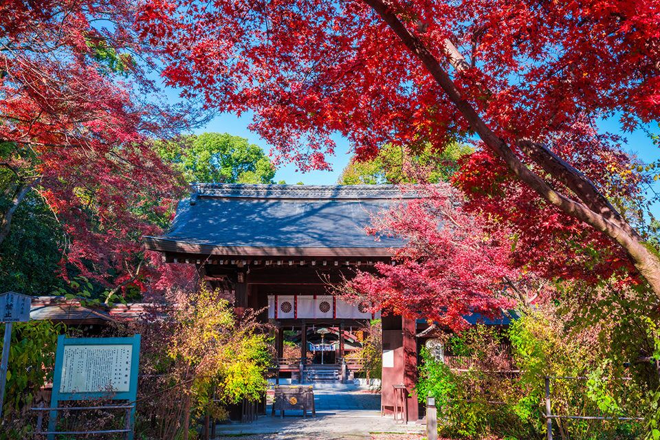 京都の紅葉スポットを回るにはマップが重要！おすすめモデルコース2選 | caedeKyoto[カエデ京都] 紅葉と伝統美を引き継ぐバッグ