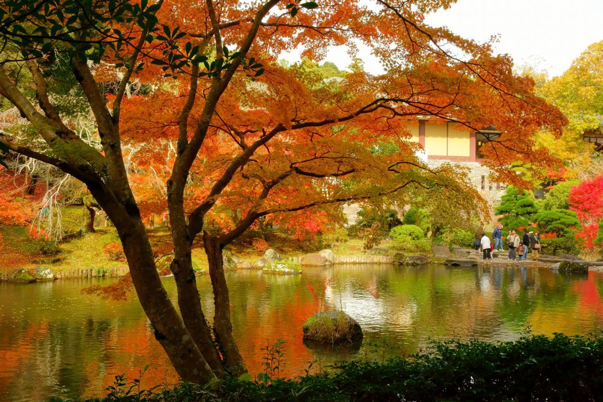成田山公園 紅葉 | GANREF