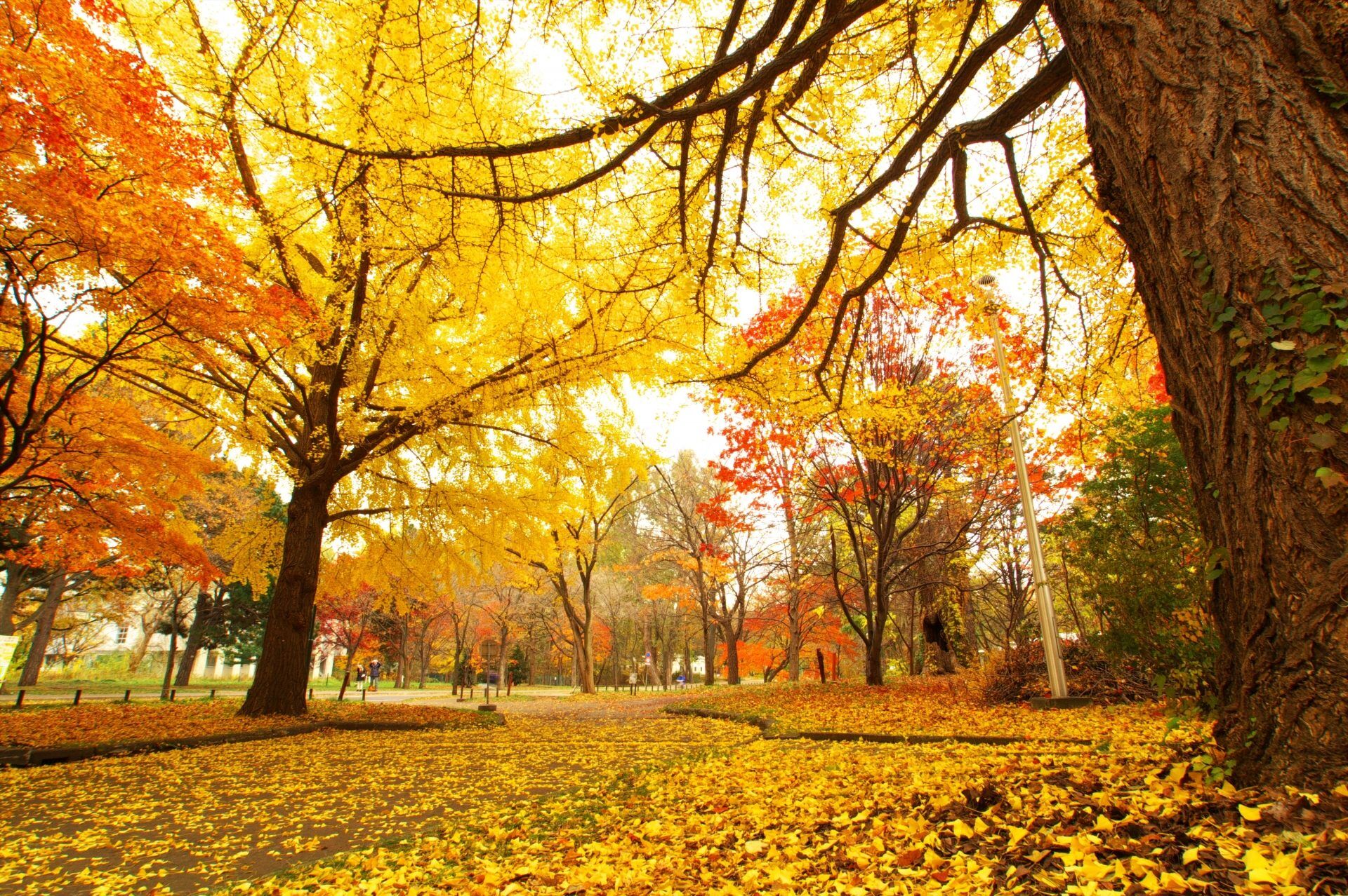 紅葉シーズン到来！大阪の万博記念公園へ！