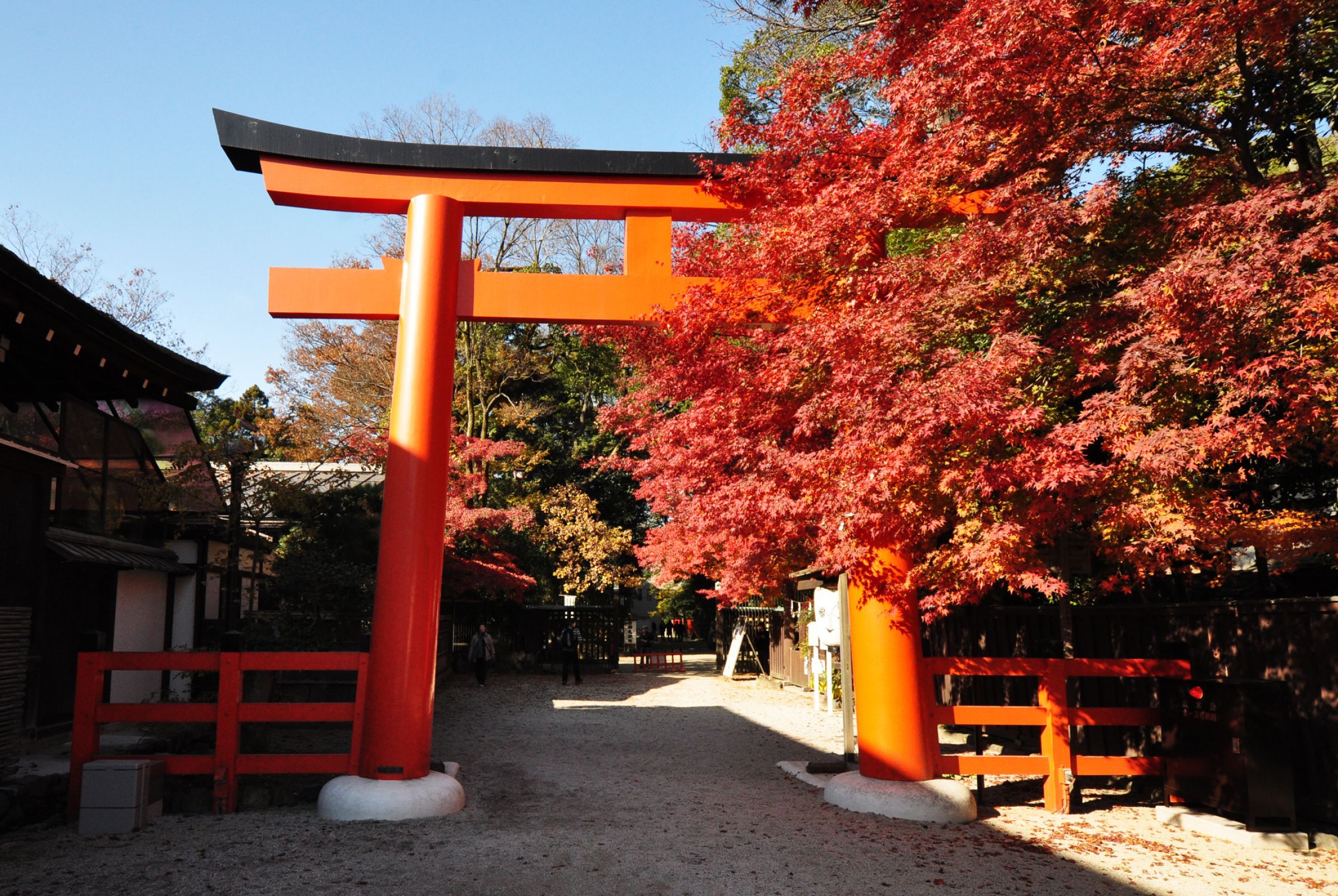 秋の下鴨神社♪ | GANREF