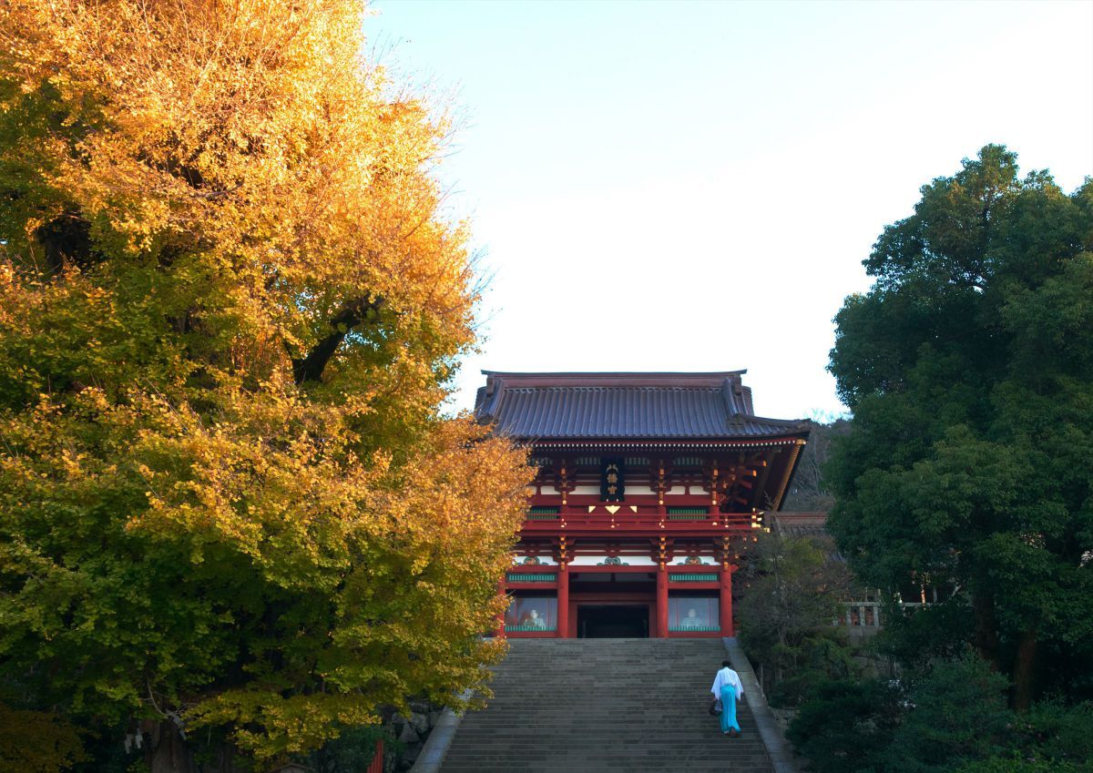鶴岡八幡宮 隠れ銀杏 | GANREF