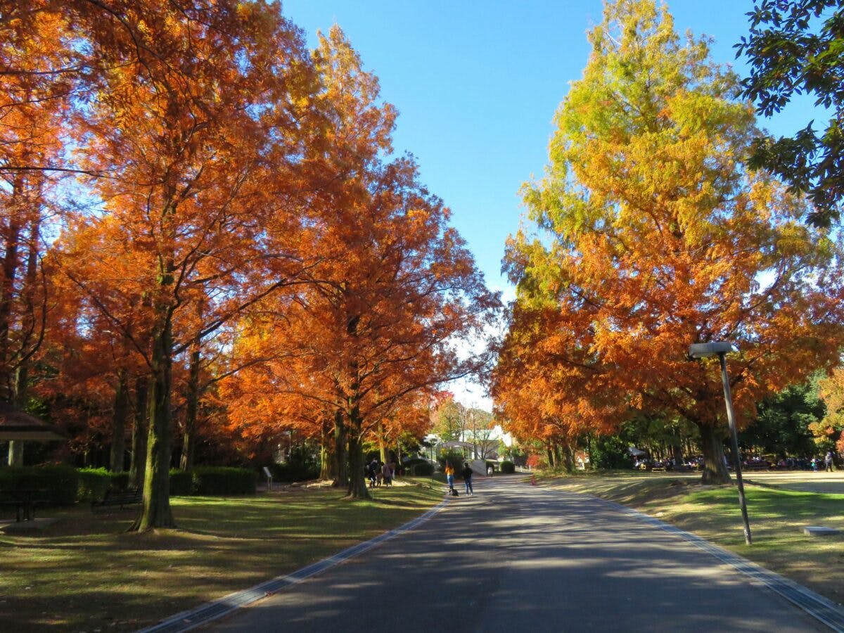 万博記念公園紅葉まつり】ソラードを空中散歩しながら楽しむ万葉の里の秋｜オマツリジャパン｜あなたと祭りをつなげるメディア