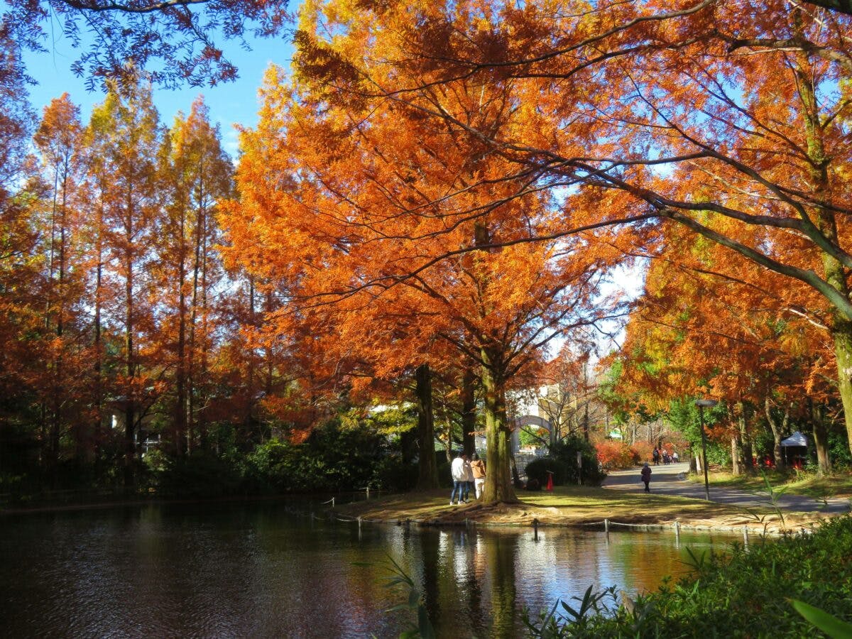 万博記念公園紅葉まつり】ソラードを空中散歩しながら楽しむ万葉の里の秋｜オマツリジャパン｜あなたと祭りをつなげるメディア