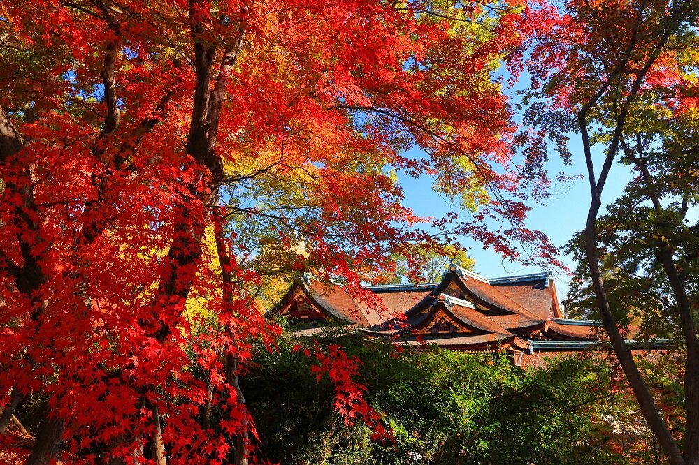 北野天満宮「史跡 御土居のもみじ苑」の紅葉(京都府) ｜紅葉名所2022 - ウォーカープラス