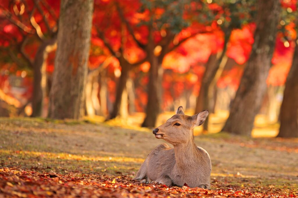 秋深まる【奈良】で、紅葉と美味しいスイーツを堪能しませんか？ | キナリノ