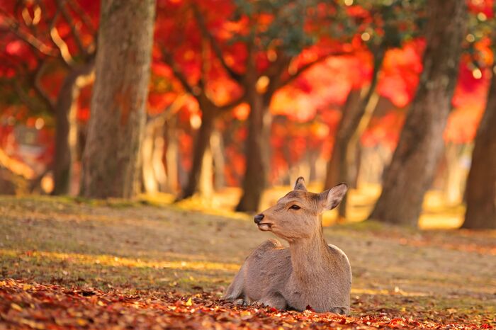 秋深まる【奈良】で、紅葉と美味しいスイーツを堪能しませんか？ | キナリノ