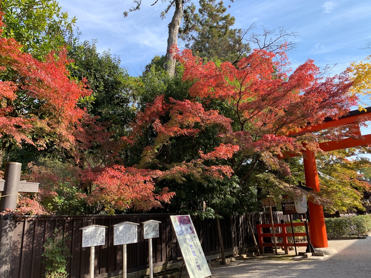 京都の紅葉状況（令和3年11月18日） - 京都アンテナショップ丸竹夷