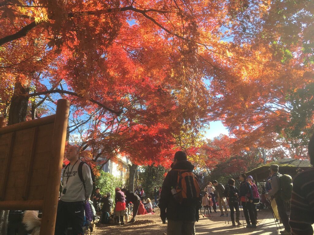 早朝から登る紅葉の高尾山（2017/11/26） | ブログ | 高尾山マガジン
