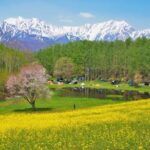 Nanohana Of Nakano สะพรั่งไปด้วยดอกนะโนะฮะนะ (Nanohana) สีเหลืองอร่ามราวกับพรมสีเหลือง ซึ่งมีฉากหลังเป็นเทือกเขาเจแปนแอลป์ที่ยังคงมีหิมะปกคลุม