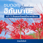ดอกฮิกันบานะ กว่า3ล้านดอก ริมแม่น้ำาคาจิกาวะ เบ่งบานสวยงามตลอดระยะทาง 2 กิโลเมตรก่อนเข้าสู่ฤดูใบไม้เปลี่ยนสี กับเทศกาล Gon-no-Aki Matsuri